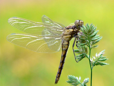 A Dragonfly by Any Other Name